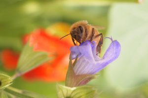 Bee on Sage Blossom
